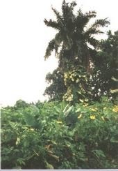 Jamaica